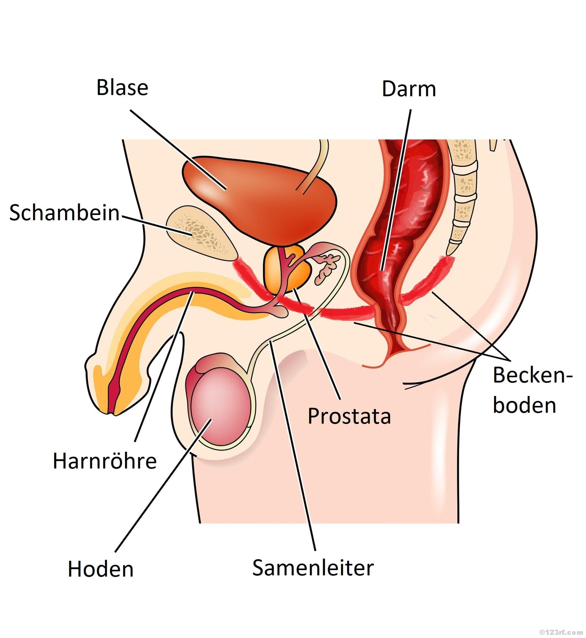 Beckenboden Mann Prostata Checkliste Beckenboden