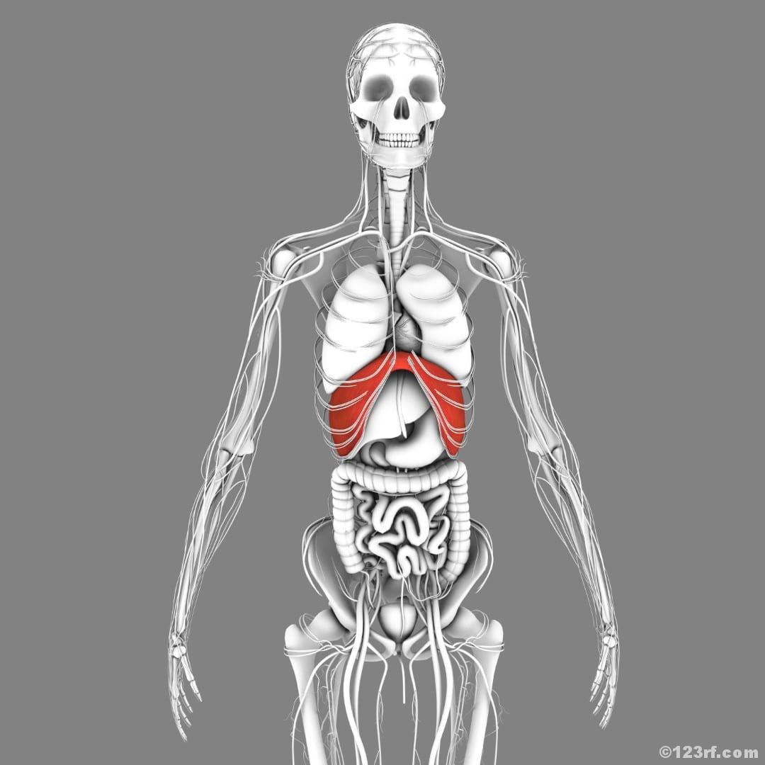 Zwerchfell Beckenboden Anatomie