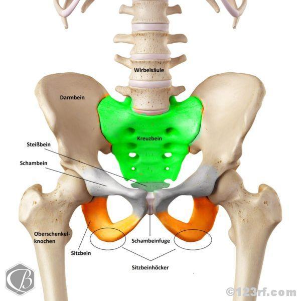 Der Beckenboden - ein unterschätztes muskuläres Netzwerk | Fitness e!Motion