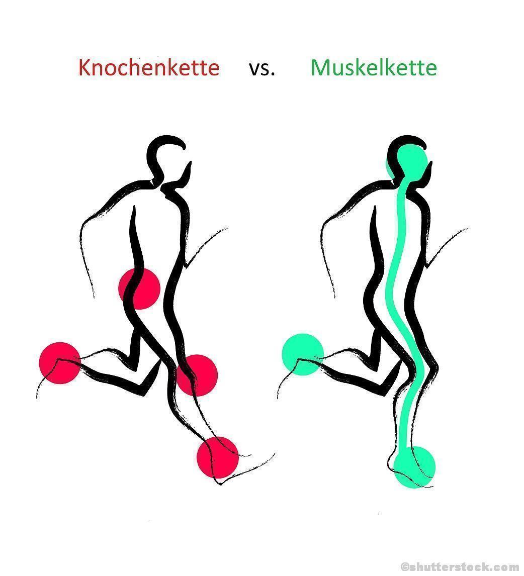 Fersengang? Ballengang? – Wie läuft’s bei dir? - Fitness e!Motion ©shutterstock.com Fersengang Ballengang Ganganalyse Gehen Schritte Muskelkette Knochenkette