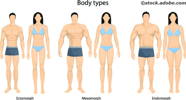 Körperbautypen Stoffwechseltypen Ectomorph Endomorph Mesomorph