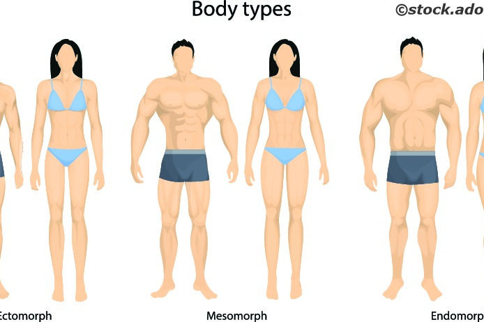 Körperbautypen Stoffwechseltypen Ectomorph Endomorph Mesomorph