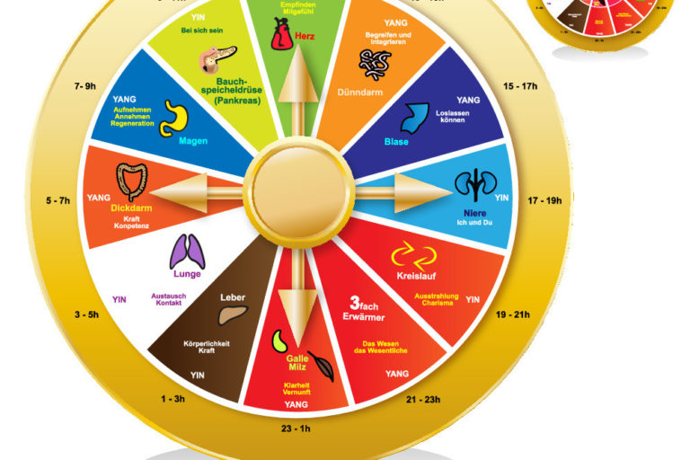 Organuhr 24 Stunden Rhythmus des Körpers