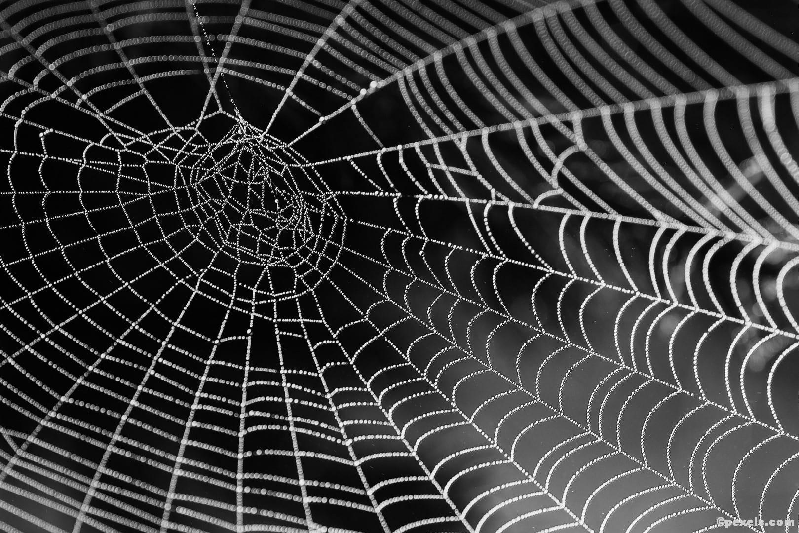 Beckenboden Spinnennetz Netzwerk