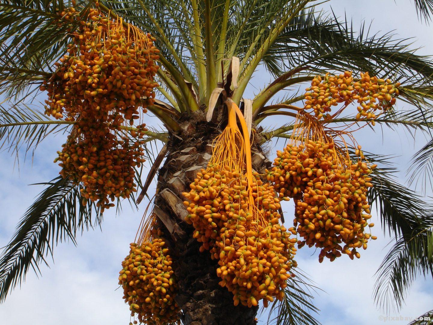 Zucker und die Alternativen - Fitness e!Motion ©pixabay.com Zuckeralternativen Stevia Honig Agavendicksaft Xucker Kokosblütenzucker Birkenzucker Xylit Erythrit Dattelsirup Reissirup Ahornsirup Stevia