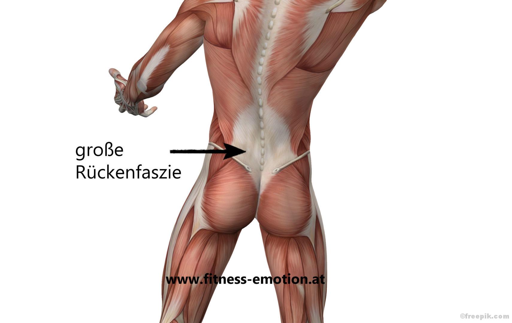 Faszien faszinieren Teil 2 - Wer sich nicht bewegt, verklebt! - Fitness e!Motion ©freepik.com Faszientraining Faszien Mobilität Flexibilität Schmerzlinderung