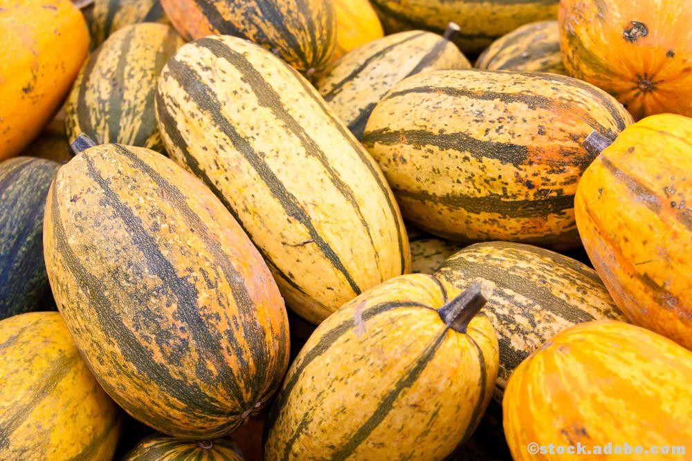 Spaghettikürbis Kürbis Herbst