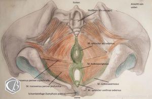 Der Beckenboden - Fitness e!Motion Der Beckenboden - Fitness e!Motion